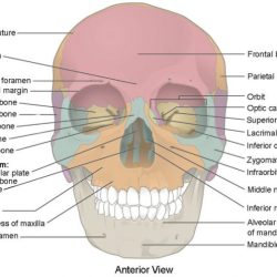 Skull bones and bone markings quiz