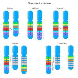 Mutations worksheet part 1 gene mutations