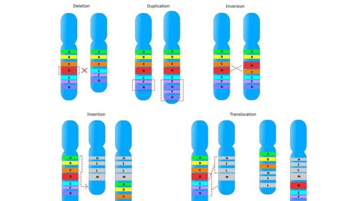 Mutations worksheet part 1 gene mutations