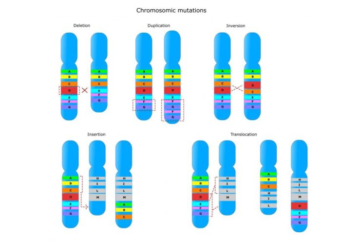 Mutations worksheet part 1 gene mutations