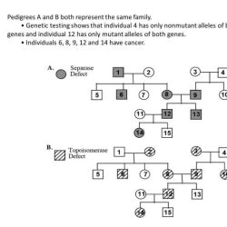 Pedigree chart worksheet with answers