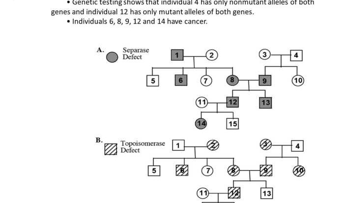 Pedigree chart worksheet with answers