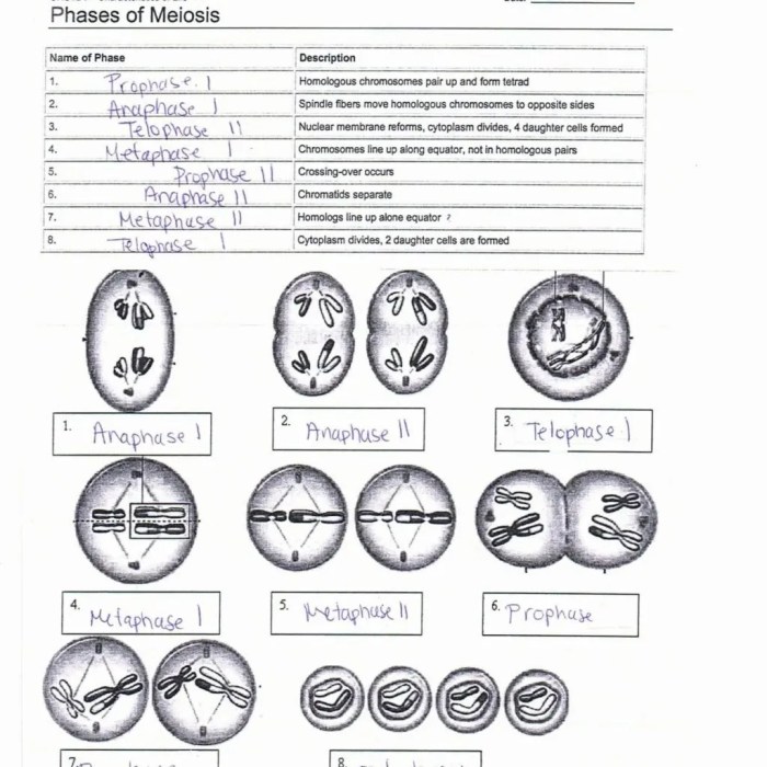 Cheat sheet meiosis gizmo answer key pdf