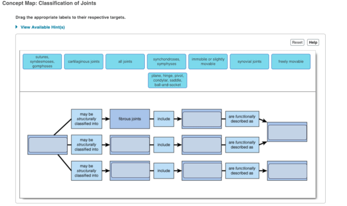 Concept map: classification of joints