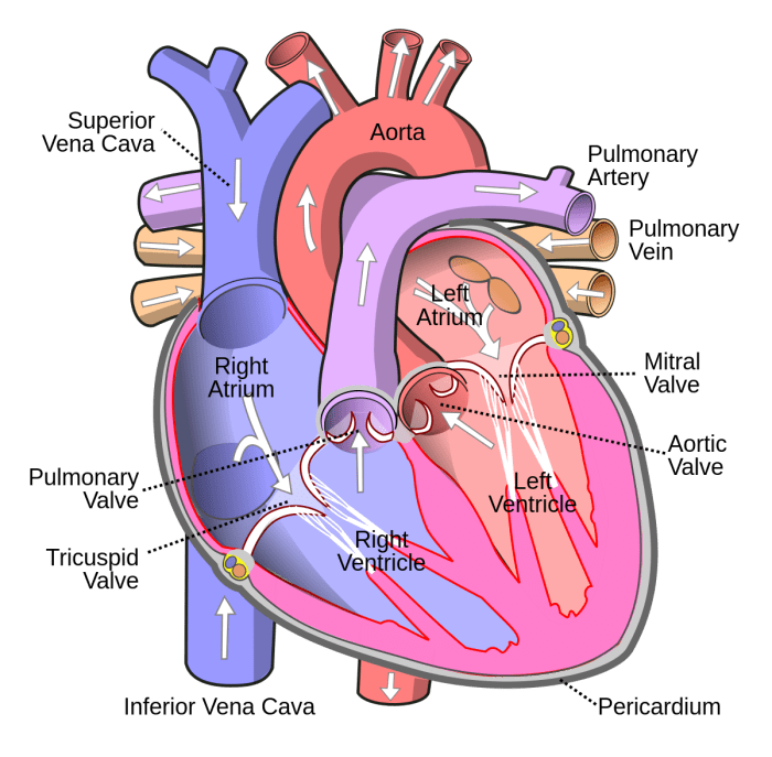 Match the following term with its correct description tricuspid valve