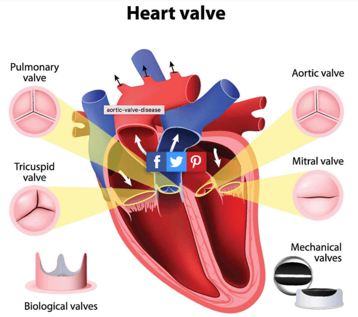 Match the following term with its correct description tricuspid valve