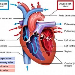 Atrium right heart function valve blood valves anatomy flows