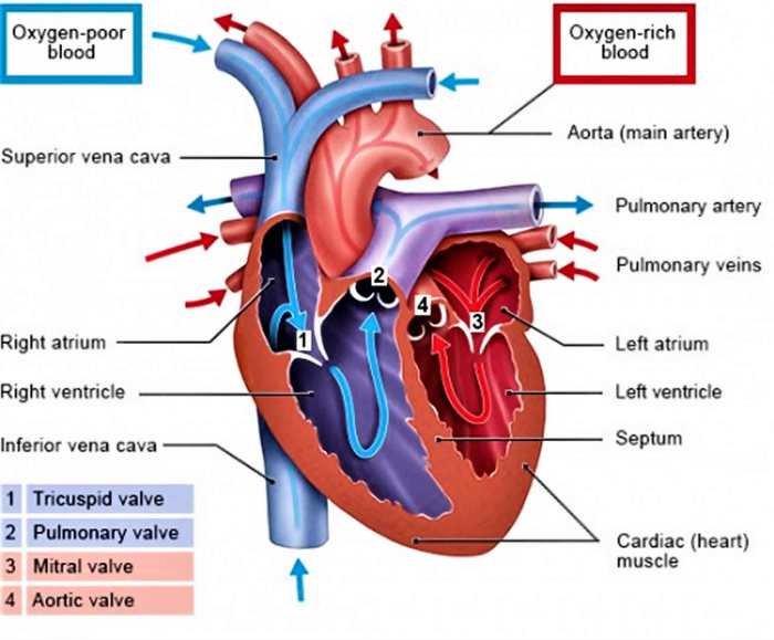 Atrium right heart function valve blood valves anatomy flows